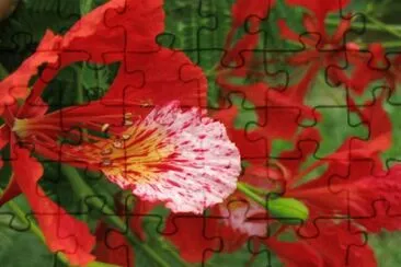 Flamboyant jigsaw puzzle