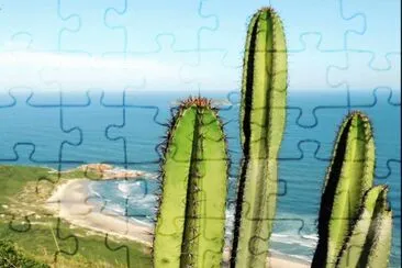 Cactos