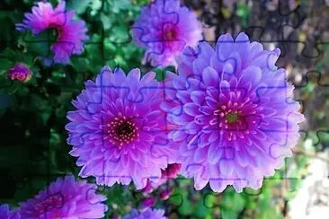 flores