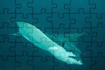 Aquila di mare