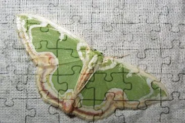 Geometrinae