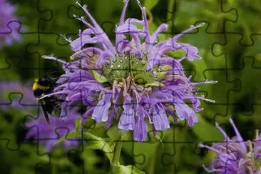 Monarde jigsaw puzzle