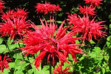 Monarde jigsaw puzzle