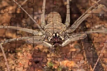 Amblypygi