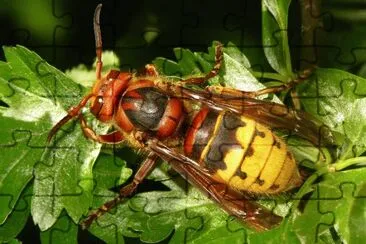 Calarbrone