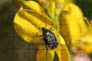 Cetoniella jigsaw puzzle
