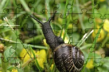 Chiocciola jigsaw puzzle