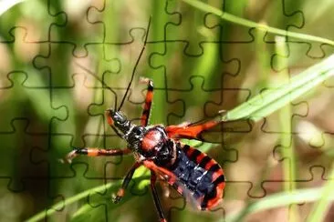 Cimice assassina