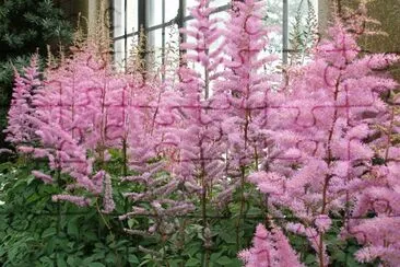 Astilbe
