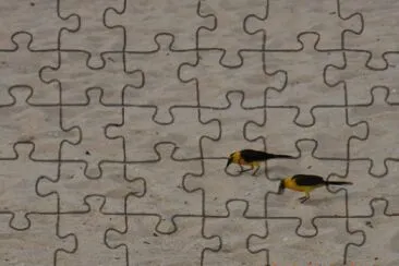 Pássaros na praia