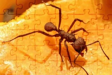 Formica gigante