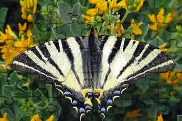 Scarce swallowtail