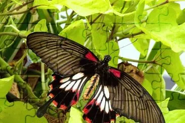Papilio lowi
