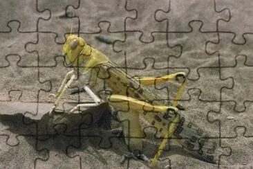 Locusta del deserto