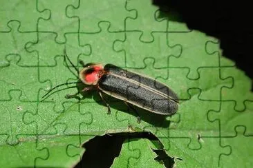 Lucciola