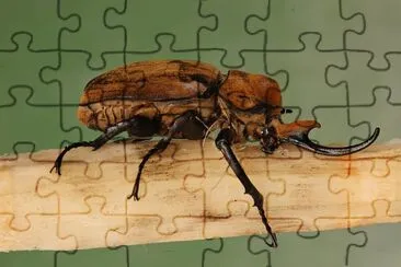 Megasoma