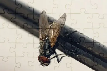 Mosca domestica
