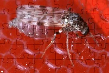 Moscerino jigsaw puzzle