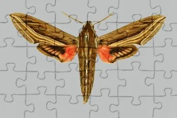 Hippotion celerio