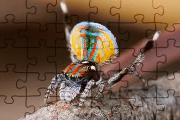 Ragno pavone jigsaw puzzle