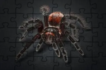 Ragno tarantola aracnofobia