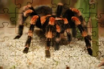 Ragno tarantola