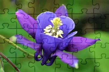 flores jigsaw puzzle
