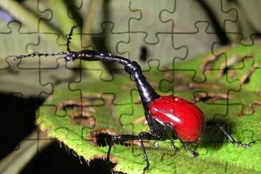 Scarabeo giraffa