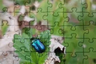 Scarabeo azzurro