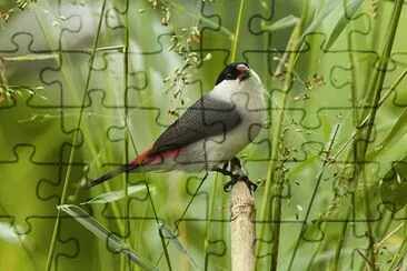 פאזל של Waxbill crowned black