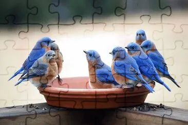 blue birds jigsaw puzzle