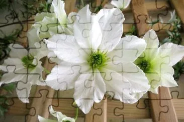flores