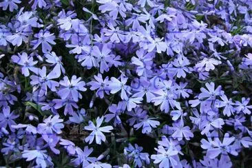 Phlox