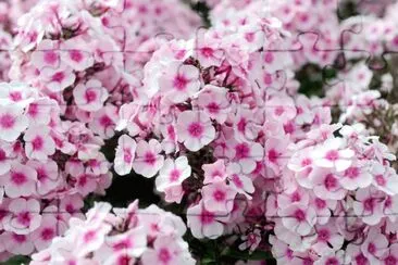 Phlox jigsaw puzzle