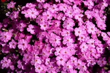 Phlox