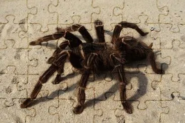 Tarantola jigsaw puzzle