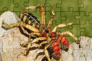 Tarantola golia jigsaw puzzle