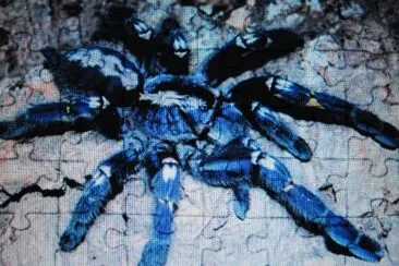 Tarantola blu jigsaw puzzle