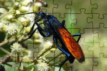 Vespa falco della tarantola jigsaw puzzle