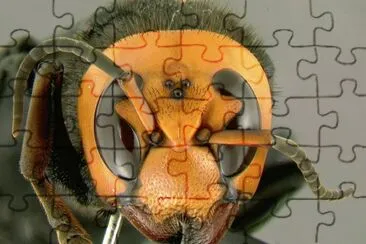 Vespa mandarinia jigsaw puzzle