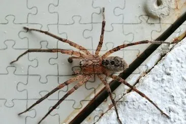 Zoropsis spinimana