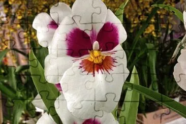 flores