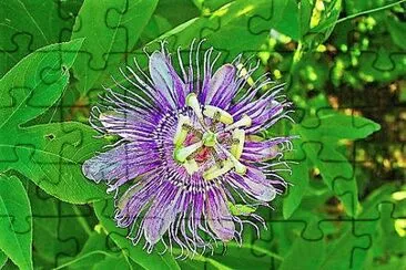 flores jigsaw puzzle