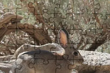 Sylvilagus jigsaw puzzle