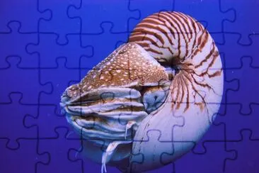 Nautilo