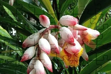 flores
