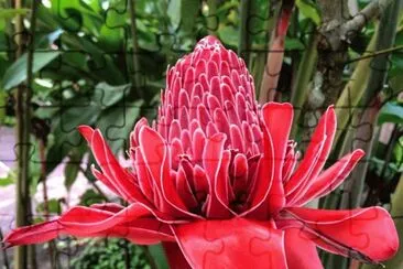 flores