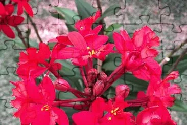 flores