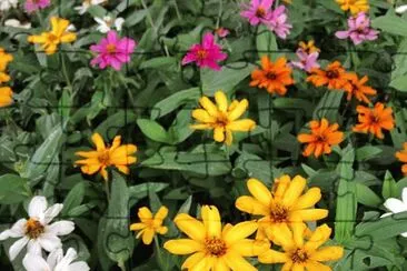 flores jigsaw puzzle