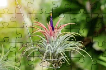 Tillandsia jigsaw puzzle